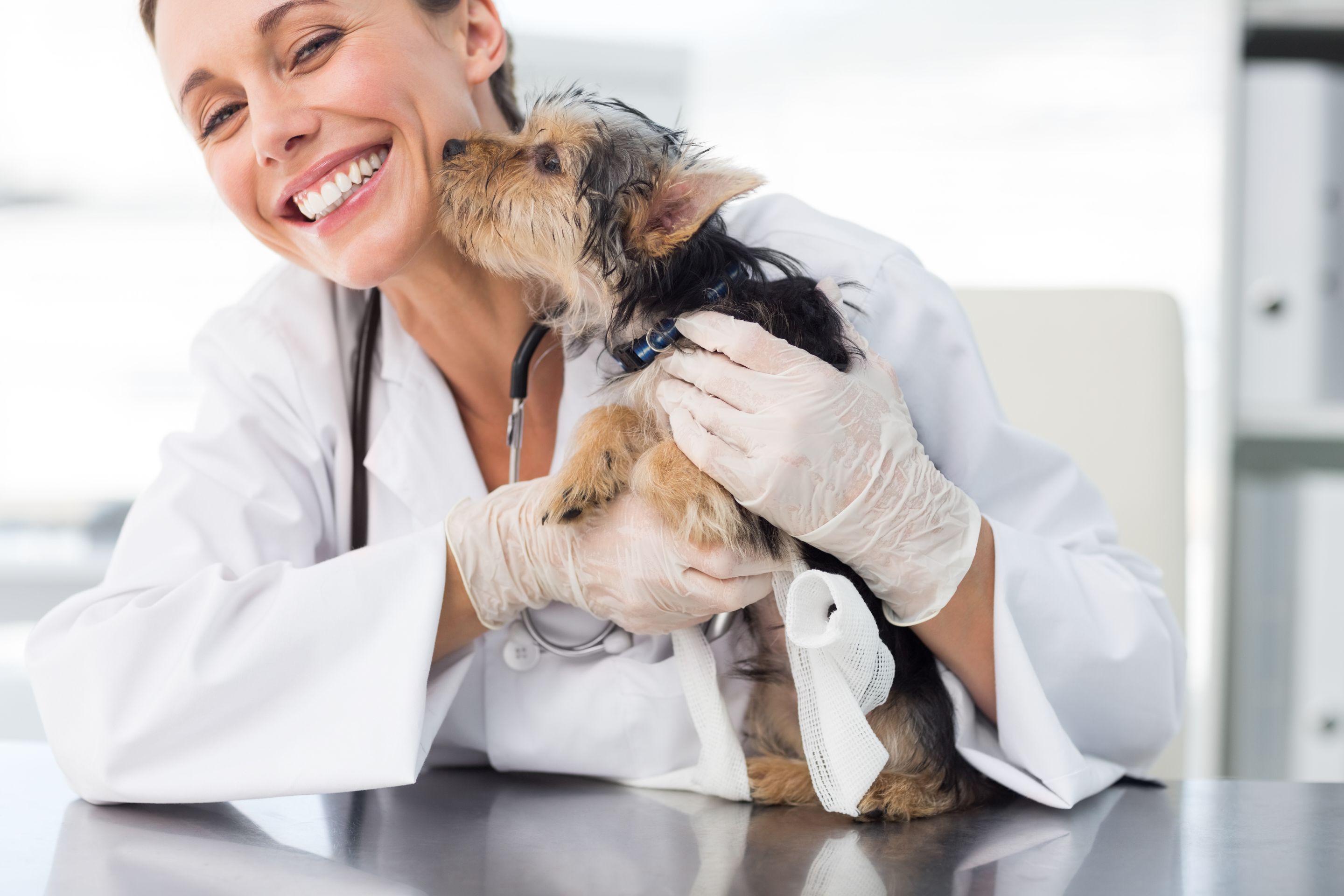 How to Find the Best Animal Doctor | SmartGuy